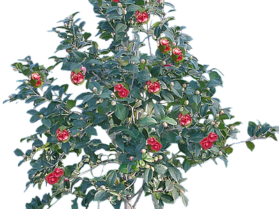 png免抠茶花