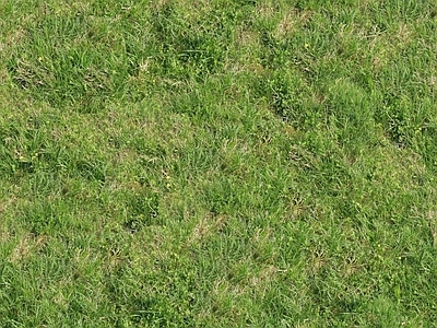 草皮 草地 无缝 自然元素