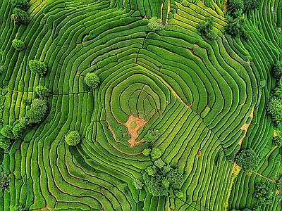 无缝鸟瞰俯瞰山地茶田卫星地图 自然元素