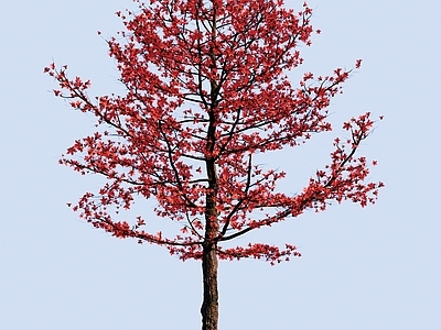 红花木棉花树