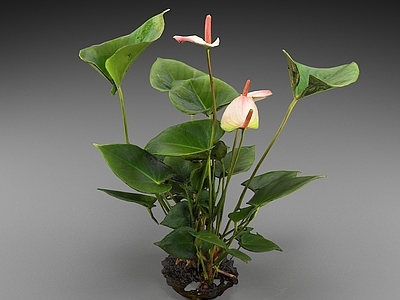 花烛属 花草 植物