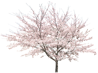 樱花树免抠png 树干
