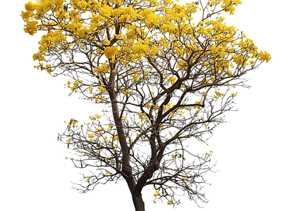 黄风铃花景观树免抠png 树干