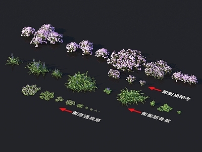 匍匐福禄考 匍匐筋骨草 匍茎通泉草 植物类 花草系列