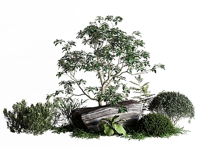 现代景观树 石头 灌木