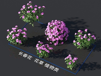 长春花 花草 植物类