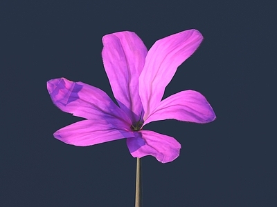 花 野花 绿植 花朵