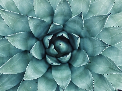 多肉植物元素素材 花