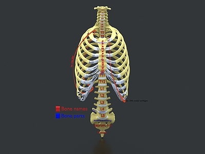 肋骨 脊椎 脊柱 腔骨 摆件 医学研究 生物学 解刨