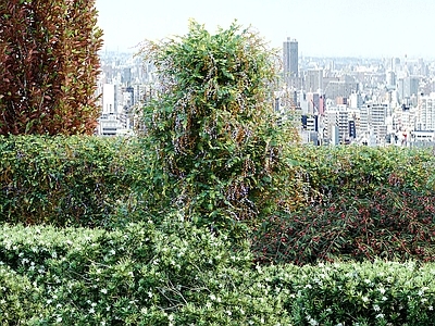 现代植物盆栽 盆栽 绿植 花卉 花草 树木 植物 绿植墙 植物墙 花盆