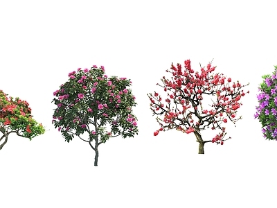 2D杜鹃山茶红樱景观花灌木