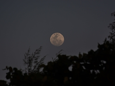 夜空满月树梢图