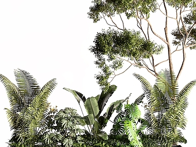 现代灌木 树