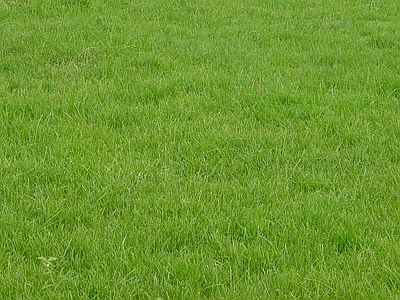 草坪 草地 灌木