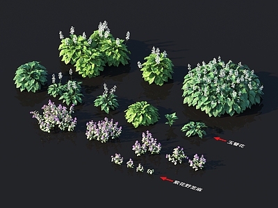 玉簪花 紫花野芝麻 植物类 花草系列