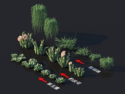 豹皮花 草玉露 翡翠珠 植物树 花草系列