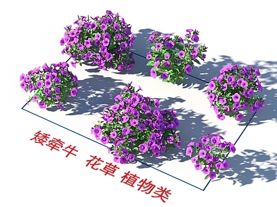 矮牵牛 花草 植物类