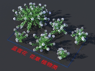 蓝雪花 花草 植物类