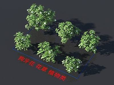 狗牙花 花草 植物类