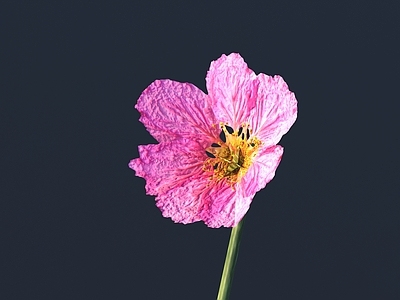 花 野花 花朵