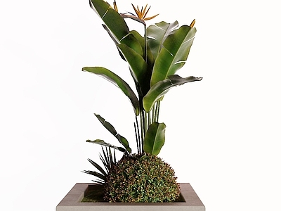 现代灌木 芭蕉