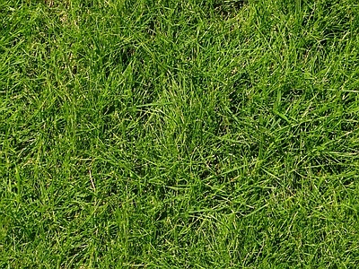 无缝草坪 自然元素