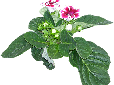 png免抠大岩桐 花