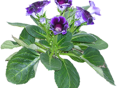 png免抠大岩桐 花