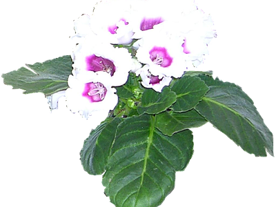 png免抠大岩桐 花