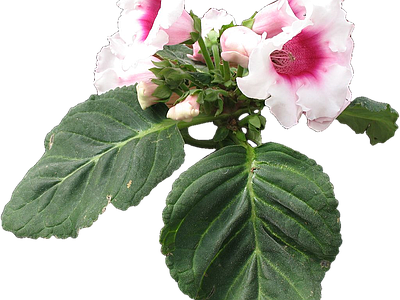 png免抠大岩桐 花