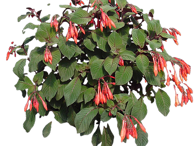 png免抠倒挂金钟 花