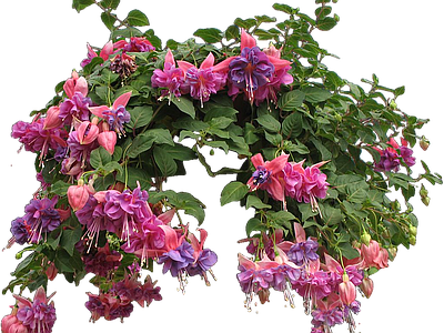png免抠倒挂金钟 花