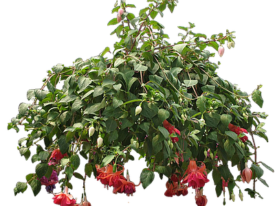 png免抠倒挂金钟 花