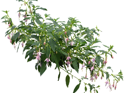 png免抠倒挂金钟 花