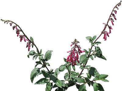 png免抠倒挂金钟 花