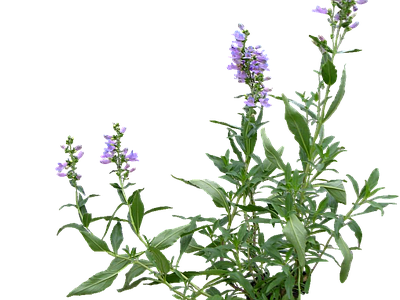 png免抠钓钟柳 花