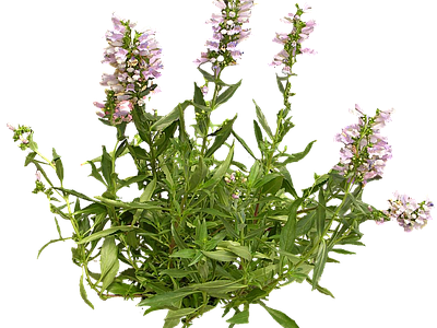 png免抠钓钟柳 花