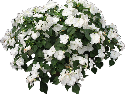 png免抠非洲凤仙 花