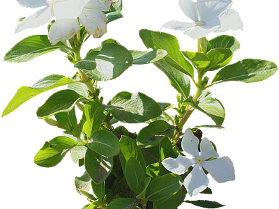 png免抠非洲凤仙 花
