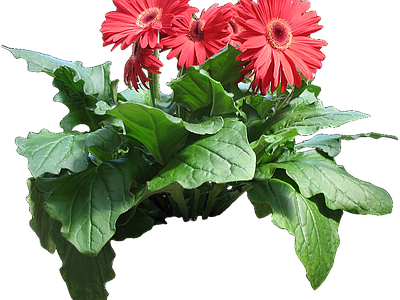 png免抠非洲菊 花