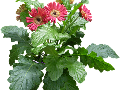png免抠非洲菊 花