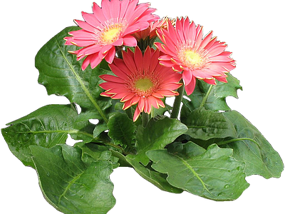 png免抠非洲菊 花