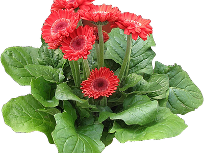 png免抠非洲菊 花