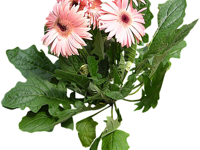 png免抠非洲菊 花