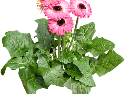 png免抠非洲菊 花