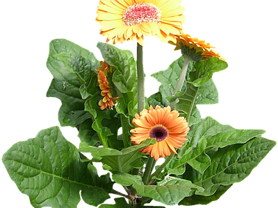 png免抠非洲菊 花
