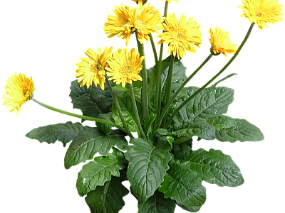 png免抠非洲菊 花