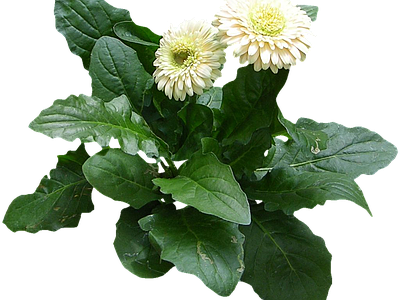 png免抠非洲菊 花
