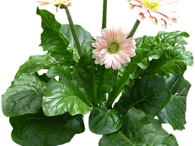 png免抠非洲菊 花