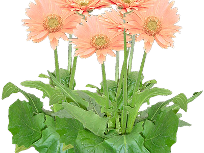 png免抠非洲菊 花
